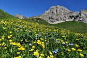 76 Ranuncoli gialli e non ti scordar azzurri per la Corna Piana